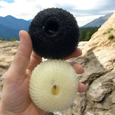 هات بانز مو